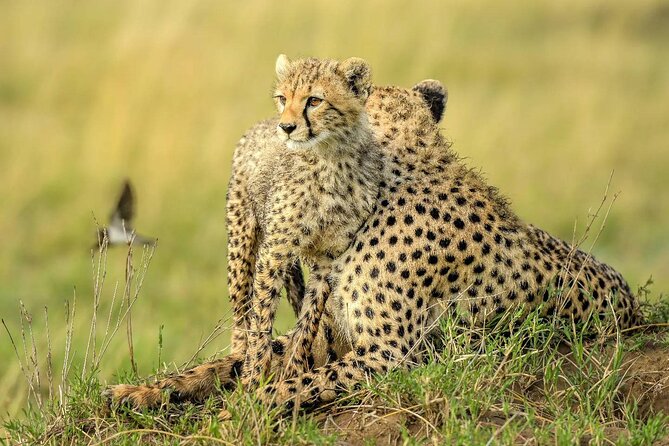 8 Days Serengeti Migration safari - Day 8: Tarangire’s elephants and baobabs