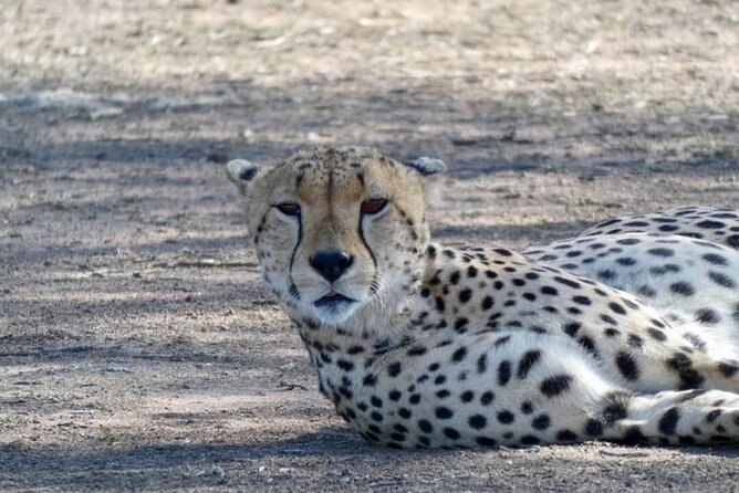 8 Days Tanzania Adventure Tented Camps Safari - Day 3: Tarangire’s river and elephant country