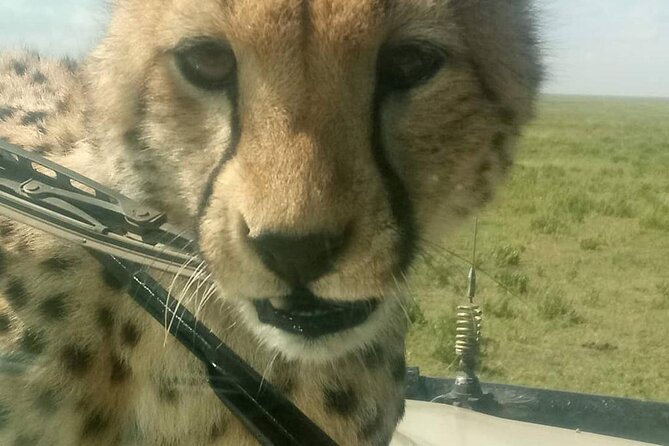 8 Days Tanzania Adventure Tented Camps Safari - Day 5: Olduvai Gorge and the first Serengeti game drive