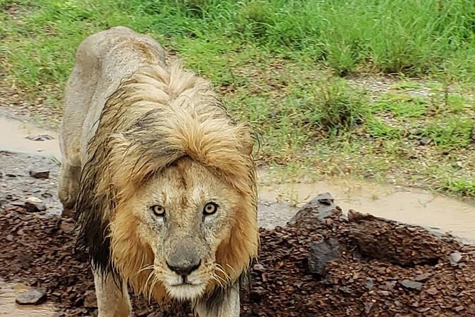 8 Days Tanzania Adventure Tented Camps Safari - Day 6: A full day in the Serengeti