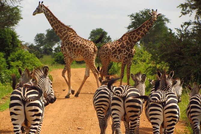9-Day Enchanting Tanzania Safari -High End All Inclusive - Arriving in Tanzania with a soft landing
