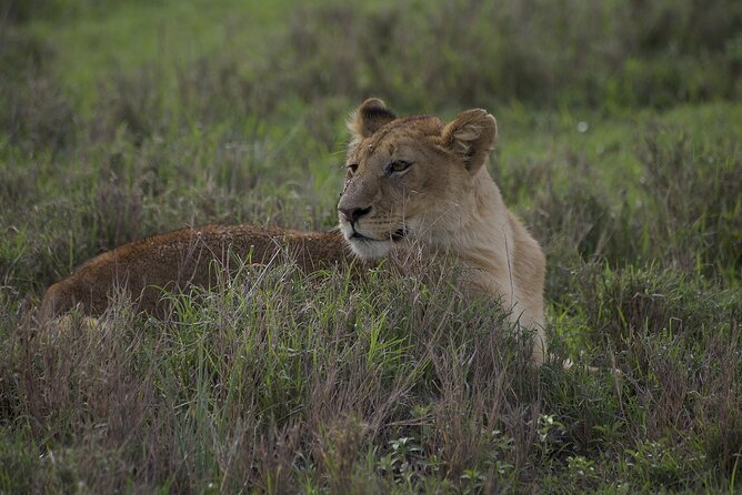 9-Day Enchanting Tanzania Safari -High End All Inclusive - Ngorongoro Crater is the wildlife centerpiece