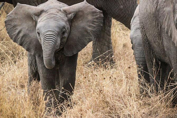 9-Day Enchanting Tanzania Safari -High End All Inclusive - A balloon flight turns Day 8 into a highlight
