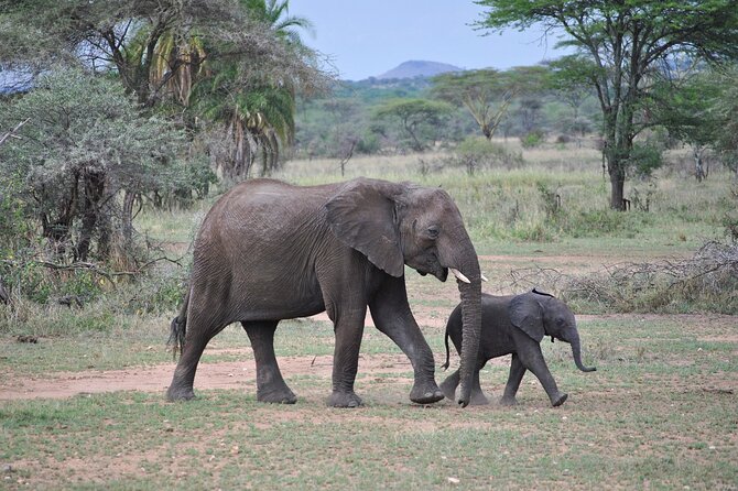 9-Day Enchanting Tanzania Safari -High End All Inclusive - Tarangire offers elephants and a quieter safari mood