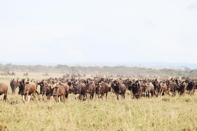9-Day Serengeti Migration Footsteps Tanzania Safari - Day 1: A soft landing in Arusha