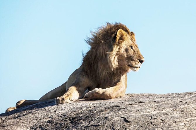 9-Day Serengeti Migration Footsteps Tanzania Safari - Day 3: Through Ngorongoro country to the Serengeti