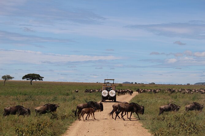 9-Day Serengeti Migration Footsteps Tanzania Safari - Day 7: One last Serengeti drive, then the crater rim