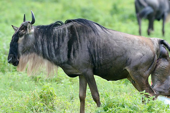 9-Day Serengeti Migration Footsteps Tanzania Safari - Day 8: A full day inside Ngorongoro Crater
