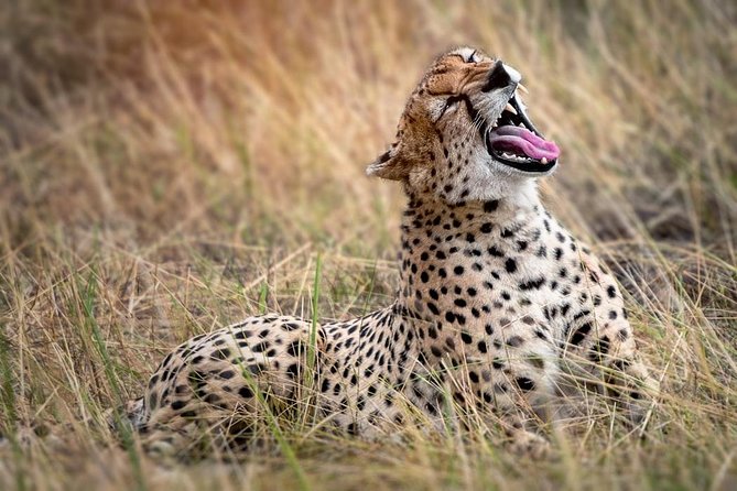 9-Day Serengeti Migration Footsteps Tanzania Safari - Day 2: Baobabs and elephants in Tarangire