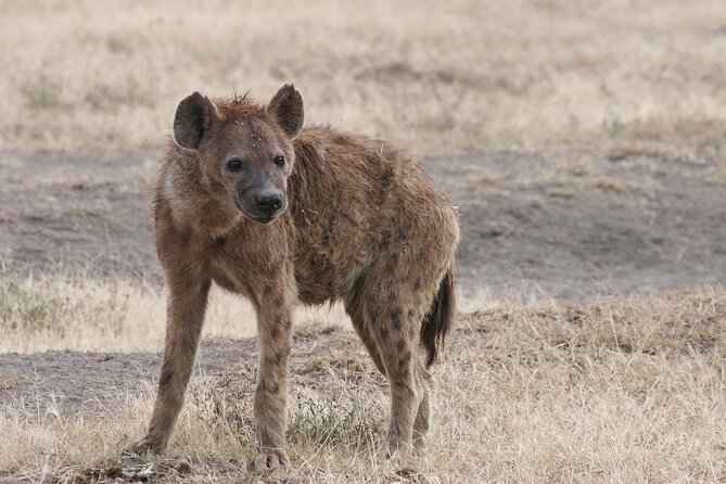 9-Day Ultimate Tanzania Honeymoon Safari Luxury Package - Why this honeymoon safari feels different