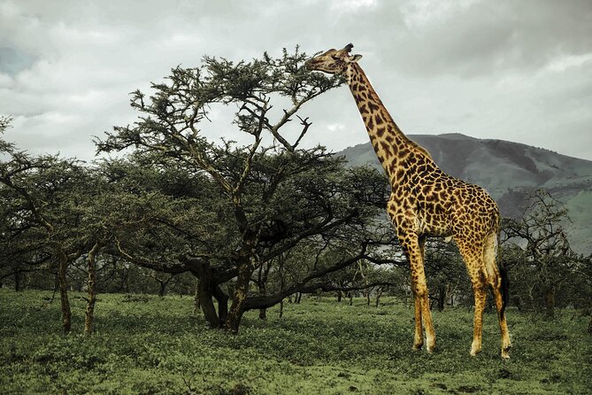 9-Day Ultimate Tanzania Honeymoon Safari Luxury Package - Day 6: Crossing into the Serengeti