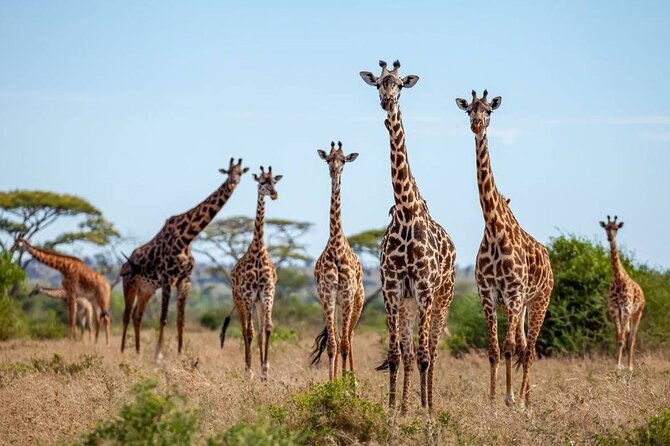 9 Days 8 Nights Walking Safari - Day 1: A useful start in Moshi