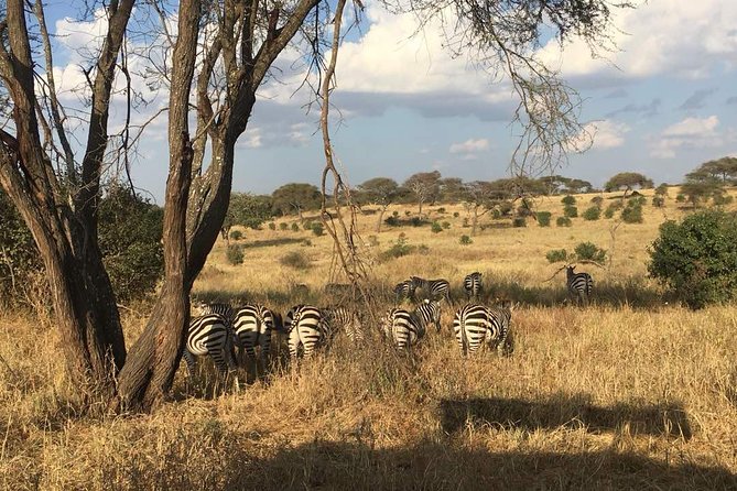 9 Days - Best of Tanzania Safari - Lake Manyara: forest, lake, and tree-climbing lions