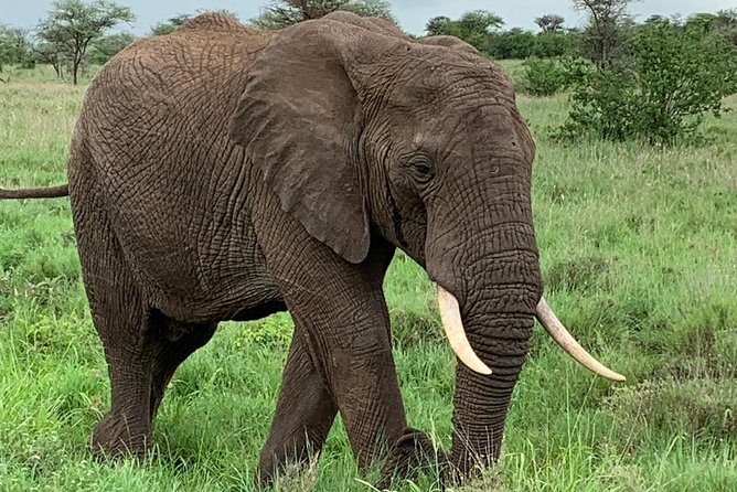 9 Days - Best of Tanzania Safari - Ndutu from December through April