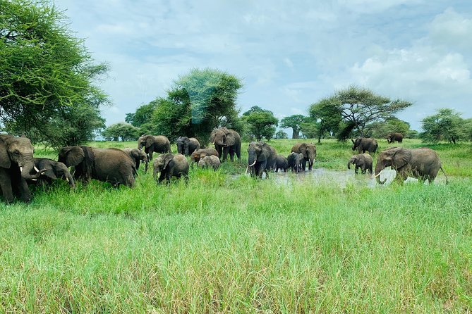 9 Days - Best of Tanzania Safari - Arrival in Arusha and the start of the trip