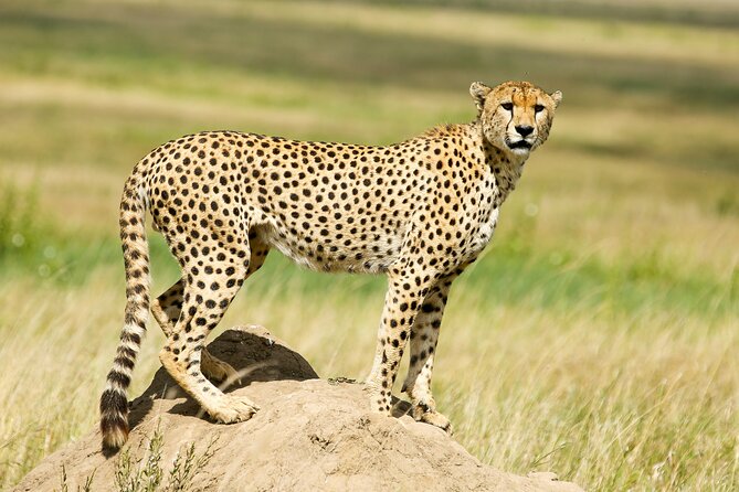 9 Days Great Migration Safaris with Kojuu Safaris Africa-Luxury. - Days 4 and 5: Two chances at the Mara River
