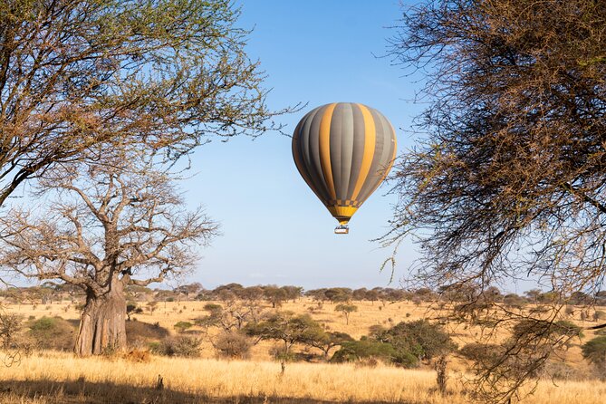 9 Days Great Migration Safaris with Kojuu Safaris Africa-Luxury. - Day 2: Tarangire’s elephants and baobabs