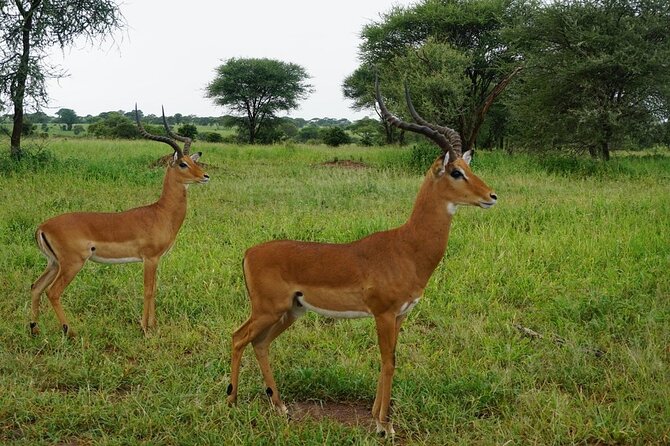 9-Days High End Road and Air Kenya Safari - Why this route feels different from a standard Kenya safari