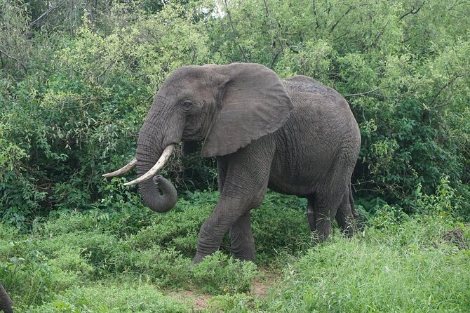 9-Days High End Road and Air Kenya Safari - Day 6: Leaving the Mara for Lake Naivasha
