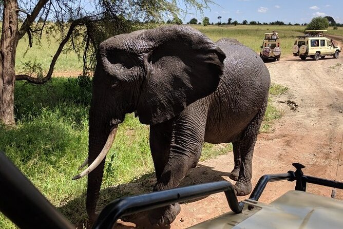 9-Days High End Road and Air Kenya Safari - Day 2: A full day among Amboseli’s elephants