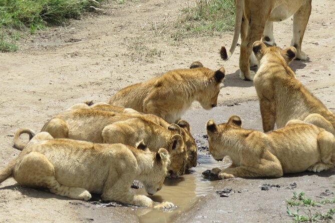 9 Days Safari To See Great Migration Crossing - Day 3: Lake Manyara mixes forest, hot springs, and waterbirds