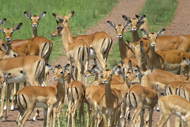 9 Days Safari To See Great Migration Crossing - Day 4: The road to Serengeti passes through human history