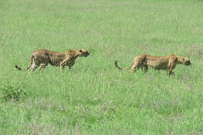 9 Days Safari To See Great Migration Crossing - Days 5 and 6: Two full Serengeti days improve your odds