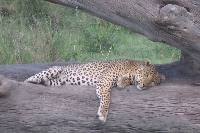 9 Days Safari To See Great Migration Crossing - Day 8: Return toward Ngorongoro with one last Serengeti look