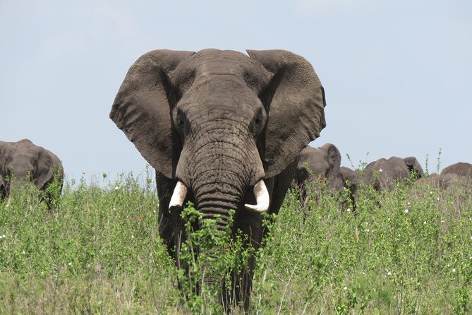 9 Days Safari To See Great Migration Crossing - Day 2: Tarangire brings elephants, birds, and a seasonal river