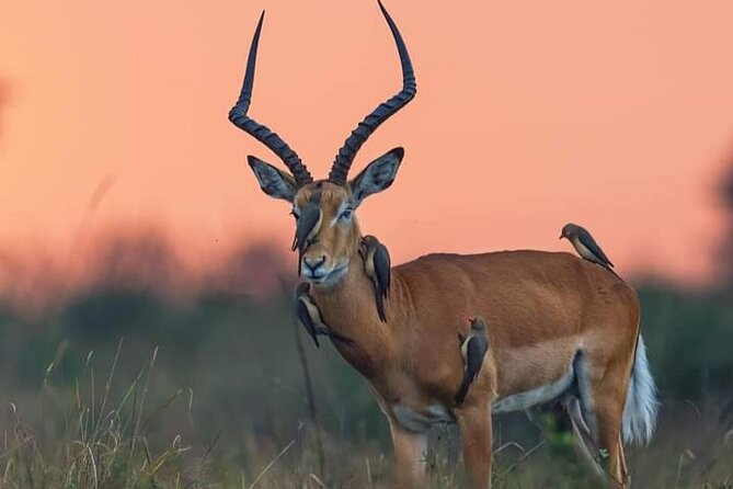 A Day Trip To Mikumi fly from Zanzibar - A safari day that starts before sunrise
