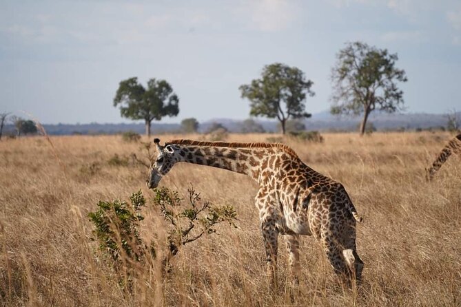 A Day Trip To Mikumi fly from Zanzibar - The afternoon drive until 4 p.m.