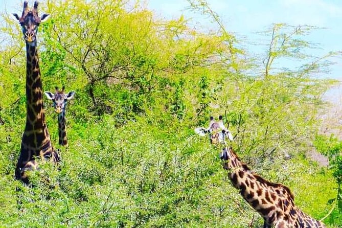 A Day Trip To Mikumi fly from Zanzibar - What the $585 price really covers