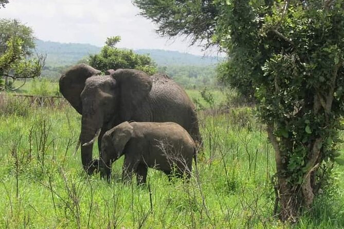 A Day Trip To Mikumi fly from Zanzibar - The morning game drive, from 8:40 a.m. onward
