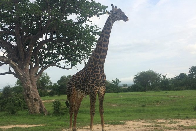 A day trip to mikumi from morogoro - Food, water, and the real cost