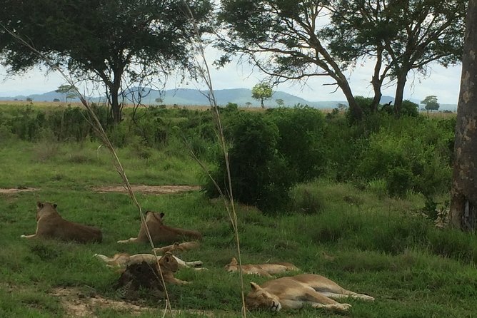 A day trip to mikumi from morogoro - What the private safari format changes