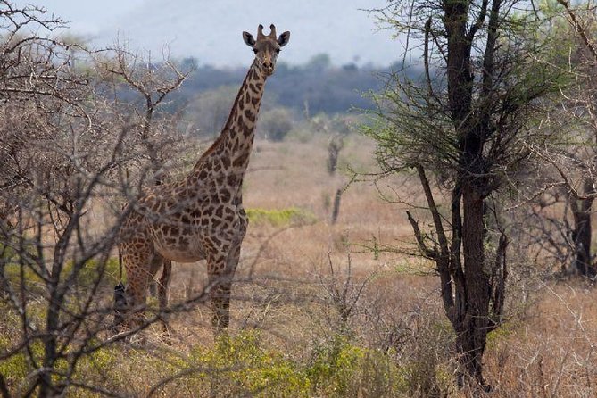 A Day Trip To Saadani National Park From Dar es salaam / Zanzibar - Why the private format can improve a short safari