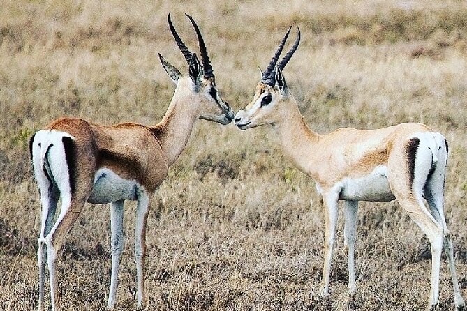 A Day Trip To Saadani National Park From Dar es salaam / Zanzibar - Is $689 a fair price for the day?