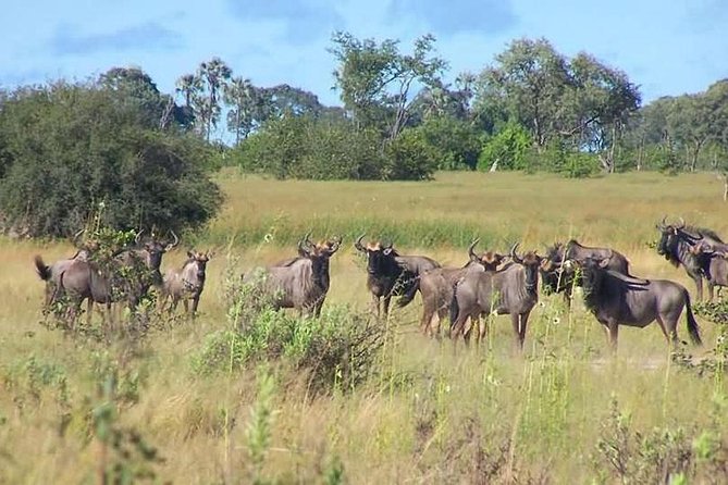 A Day Trip To Saadani National Park From Dar es salaam / Zanzibar - What the strongest praise tells you