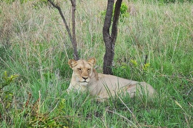 A Day Trip To Selous Fly From Zanzibar - What the private game drive feels like