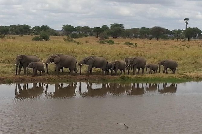A Day Trip To Selous Fly From Zanzibar - The bush picnic and midday pause
