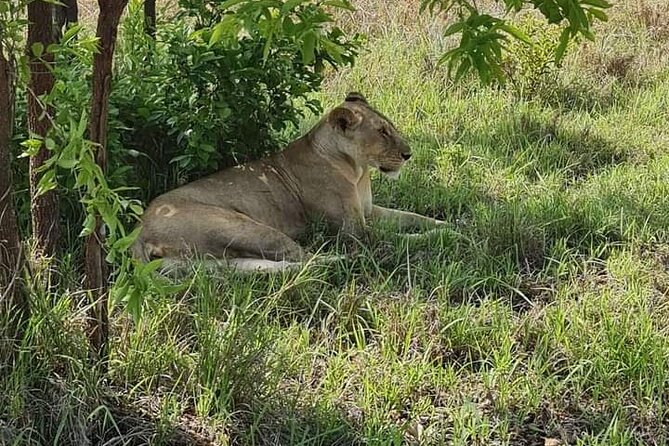 A Day Trip To Selous Fly From Zanzibar - Who should choose this safari?