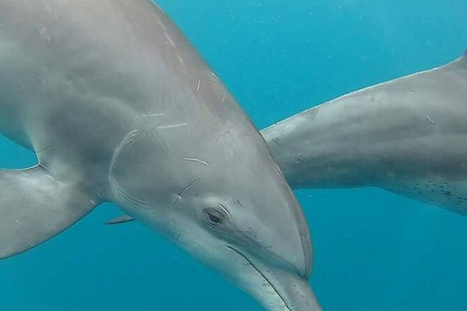 A Half Day Private Dolphins And Snorkeling Tour To Mnemba Island - Snorkeling above Mnemba’s coral reefs