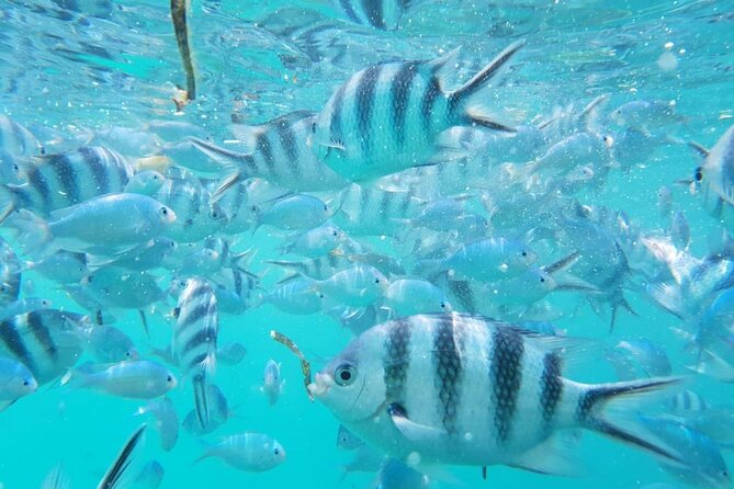 A Half Day Private Dolphins And Snorkeling Tour To Mnemba Island - What the private format really changes