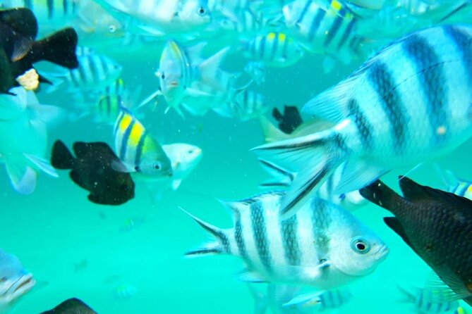 A Half Day Private Dolphins And Snorkeling Tour To Mnemba Island - The guides can shape the whole experience