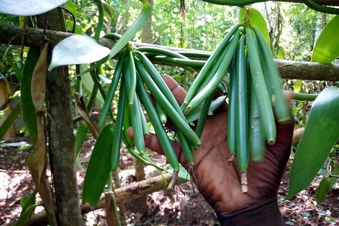 A Private Full Day Tour To Stone Town & Spice Farm - Shopping in Darajani and Stone Town bazaars