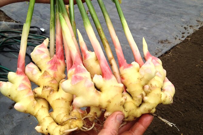 A Private Full Day Tour To Stone Town & Spice Farm - Transport, timing, and comfort