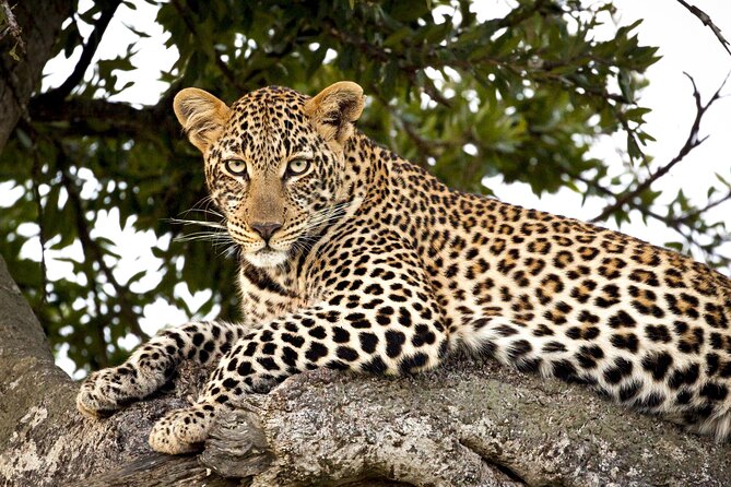 Affordable 3-Day Safari to Serengeti & Ngorongoro Crater - Why this short safari works