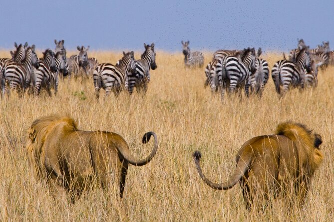 Affordable 3-Day Safari to Serengeti & Ngorongoro Crater - Day 2: A final Serengeti drive, then toward Ngorongoro