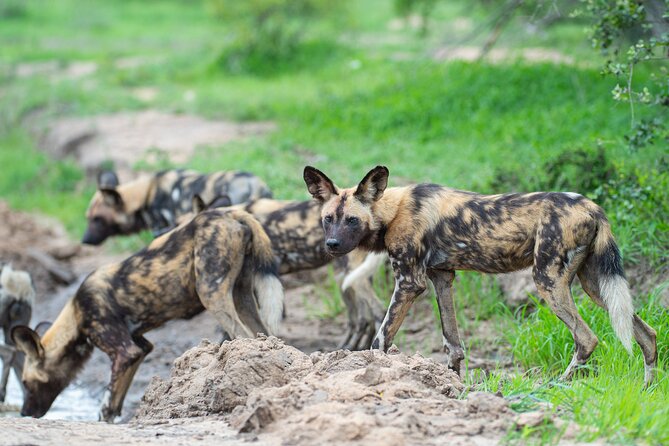 Affordable 3-Day Safari to Serengeti & Ngorongoro Crater - What you may see, and what you should not expect