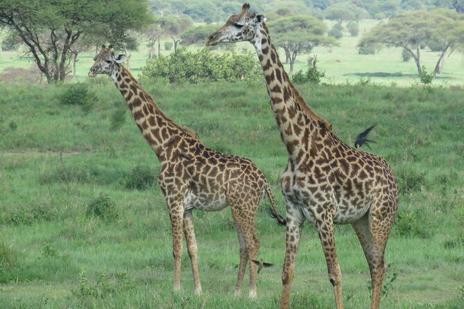 Affordable 5 days Tanzania budget camping safari (group joining) - Day 3: A Serengeti morning before Ngorongoro